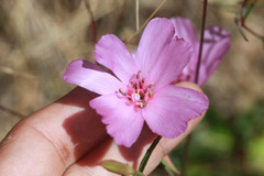 Clarkia amoena