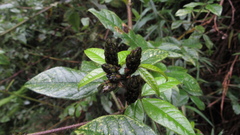 Otholobium mexicanum