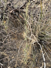 Chenopodium atrovirens