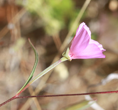 Clarkia amoena