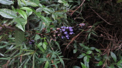 Otholobium mexicanum