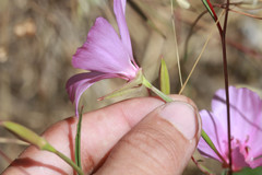 Clarkia amoena