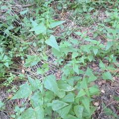 Fleischmannia incarnata