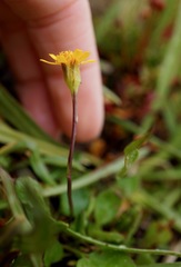 Packera subnuda subnuda