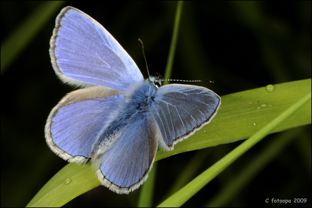 Polyommatus
