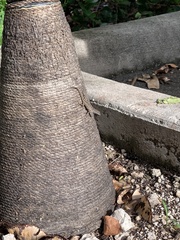 Anolis sagrei