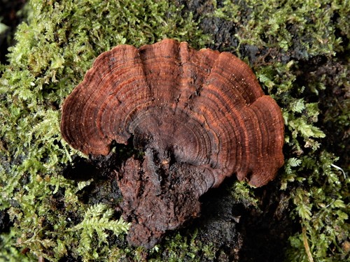 Hymenochaete microcycla