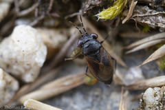 Geocoris atricolor