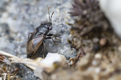 Geocoris atricolor