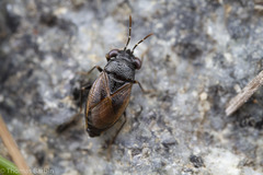 Geocoris atricolor