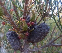 Allocasuarina muelleriana