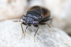 Geocoris atricolor