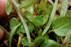 Packera subnuda subnuda