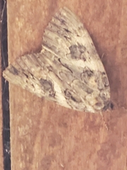 Catocala piatrix