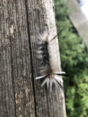 Halysidota tessellaris