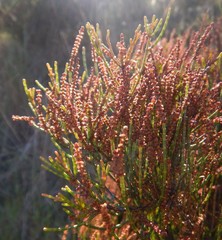 Allocasuarina muelleriana