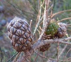 Allocasuarina muelleriana