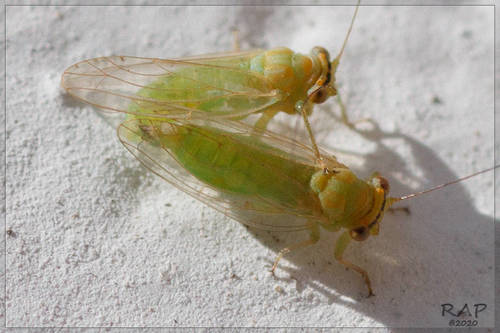 Tipu psyllid photo 3