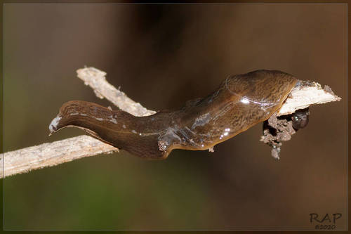 Obama Flatworm, photo 2 of 10