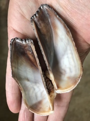 Lamarcka ventricosa