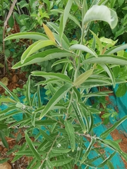 Hippophae rhamnoides