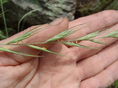 Elymus arizonicus