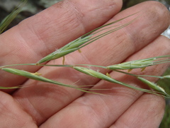 Elymus arizonicus