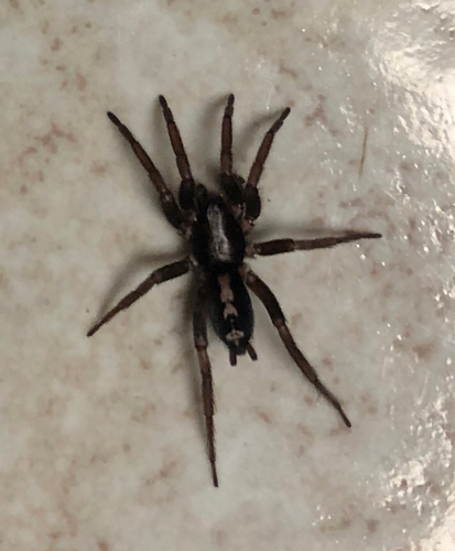 Eastern Parson Spider