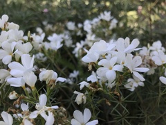 Leptosiphon floribundus glaber