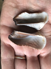 Lamarcka ventricosa