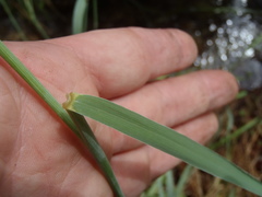 Elymus arizonicus