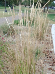 Calamagrostis × acutiflora