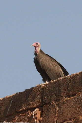 Hooded Vulture