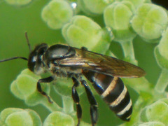 Apis andreniformis
