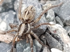Artoriopsis