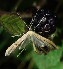 Stenoptilia