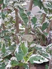 Ascia monuste orseis