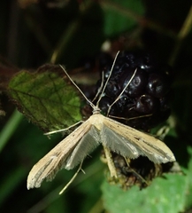 Stenoptilia