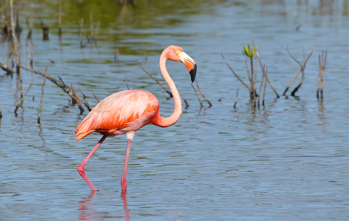 American Flamingo