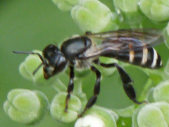 Apis andreniformis