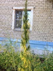 Cannabis sativa spontanea