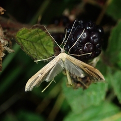 Stenoptilia