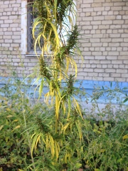 Cannabis sativa spontanea