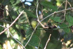 Ornithion brunneicapillus