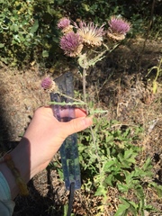 Cirsium remotifolium