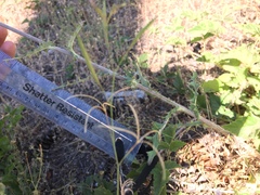 Cirsium remotifolium