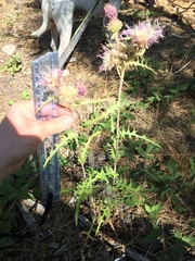 Cirsium remotifolium