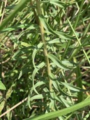 Solidago tortifolia