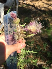 Cirsium remotifolium