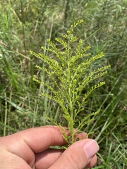 Solidago tortifolia